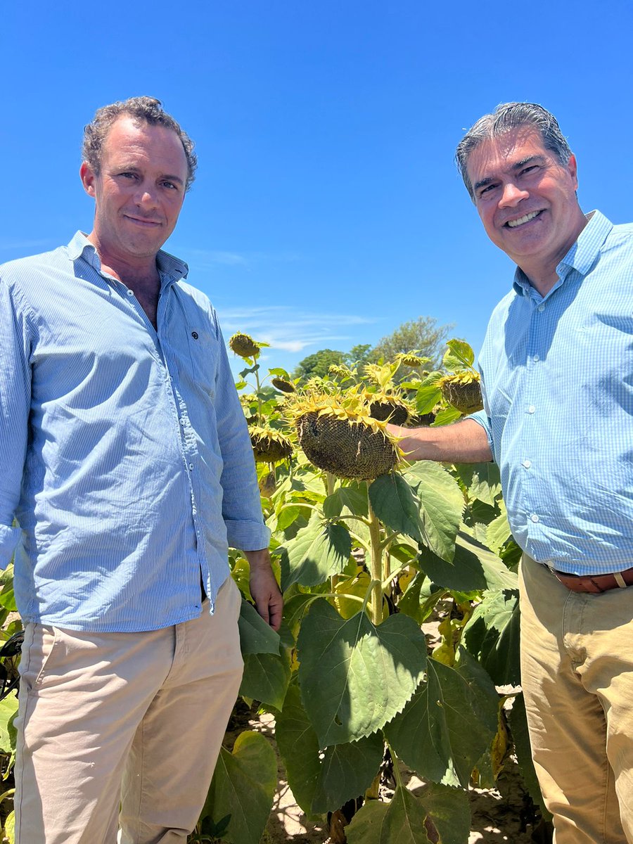 Estuvimos recorriendo campos de girasol en la Colonia La Montenegrina, donde vimos la muy buena calidad y las muy buenas perspectivas de producción 🌻