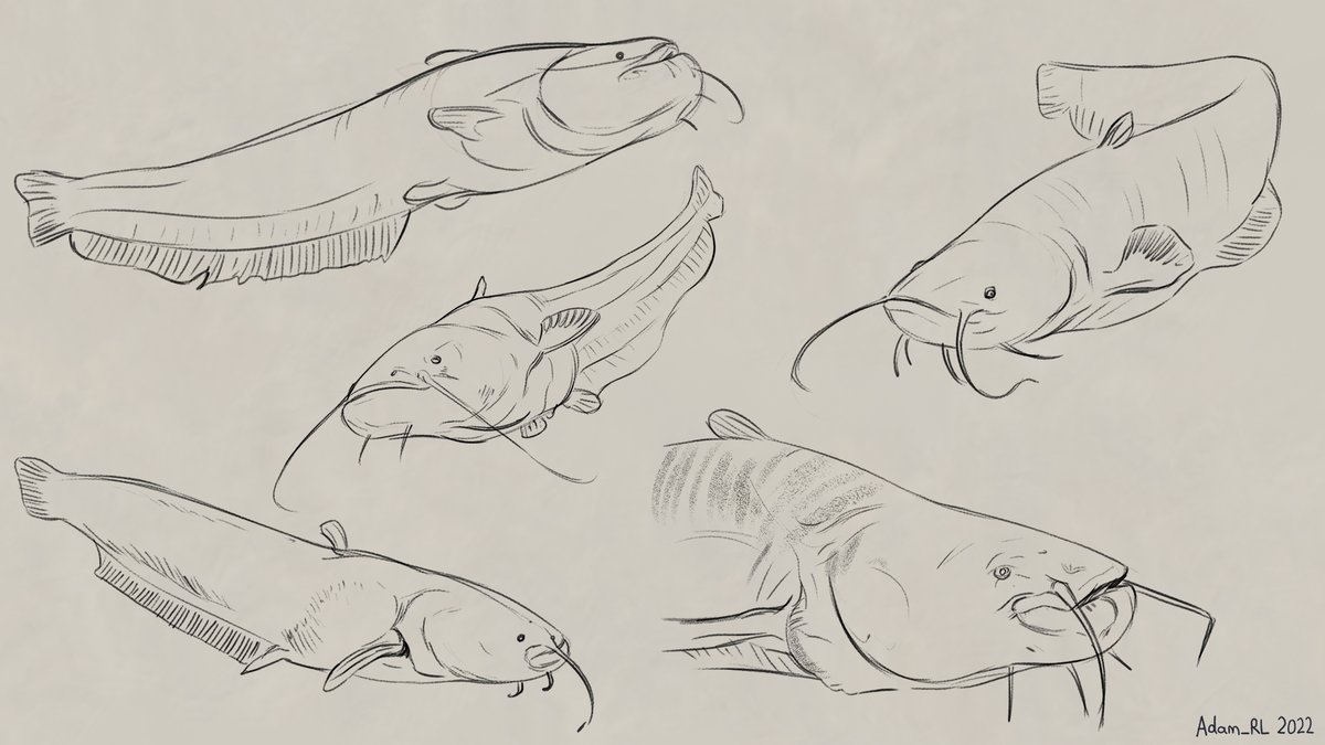 Here are some Wels Catfish sketches for this week's #SundayFishSketch theme of "tiny-eyed fishes". This species of catfish relies mostly on smell and hearing to catch its prey.