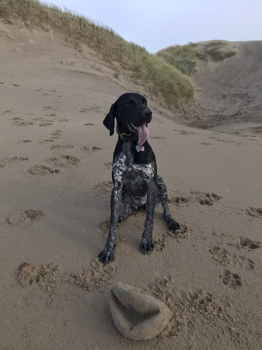 swilliams4735's tweet image. Fabulous weekend of long dog walks.   This doggy clearly loved her first time at the beach ❣️💨💨#germanpointer #manytearsrescue #RescueDog