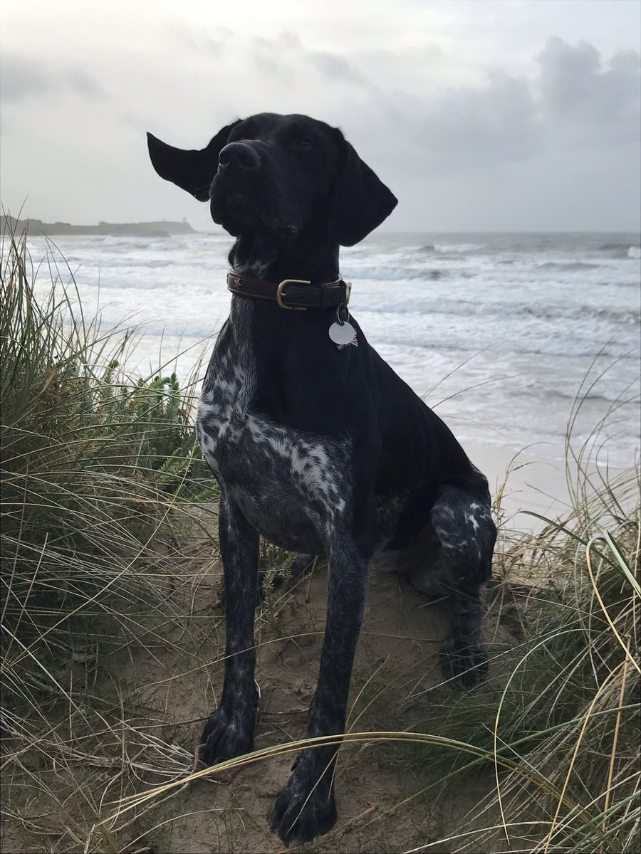 swilliams4735's tweet image. Fabulous weekend of long dog walks.   This doggy clearly loved her first time at the beach ❣️💨💨#germanpointer #manytearsrescue #RescueDog