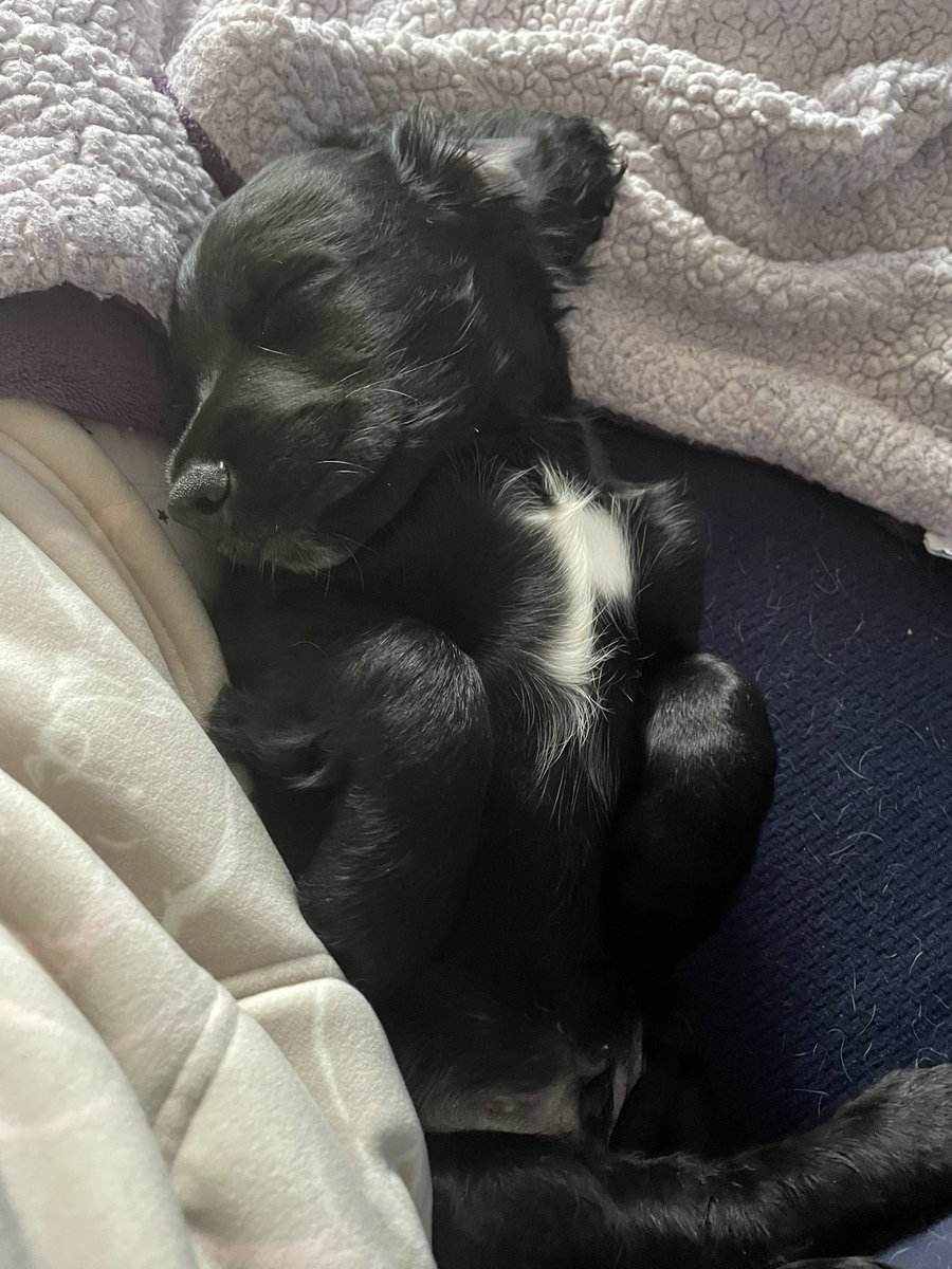 truebossbiscuit's tweet photo. Well it appears 2 legs has added to our family and he is staying 
Welcome Boyse to the Ford family - you will be spoilt and treated like a prince…. 
Never mind Bailey she’s the Queen 🤣🤣 https://t.co/ZrkdhD8akZ