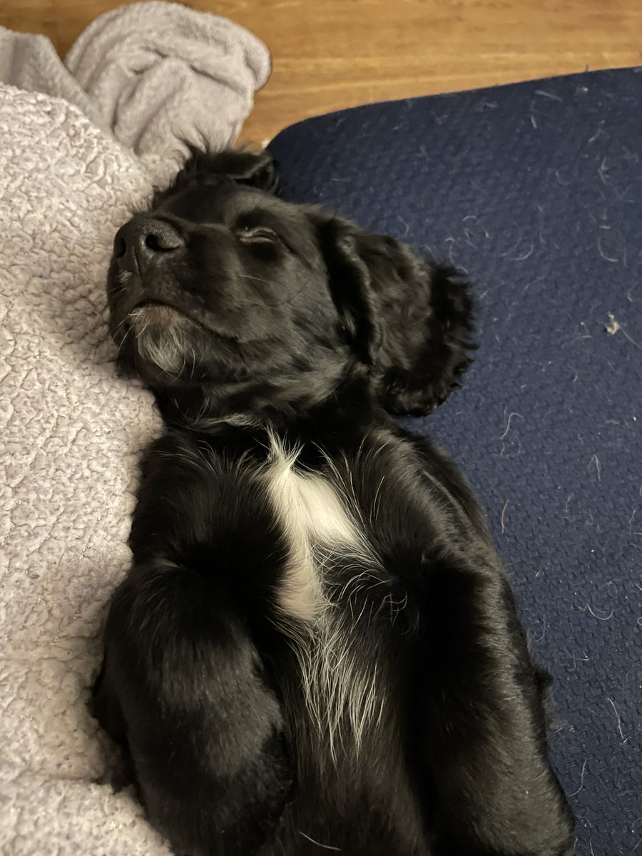 truebossbiscuit's tweet photo. Well it appears 2 legs has added to our family and he is staying 
Welcome Boyse to the Ford family - you will be spoilt and treated like a prince…. 
Never mind Bailey she’s the Queen 🤣🤣 https://t.co/ZrkdhD8akZ