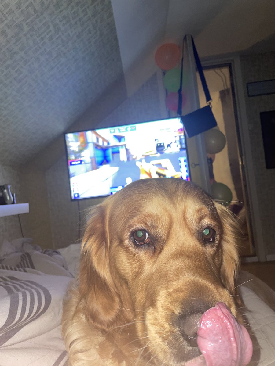 puff_1337's tweet photo. @Real_HeatoN njuter av streamen och hunden. Lite konstigt timeing på bilden men det ser roligt ut. <3 https://t.co/MIYeYmOIRQ