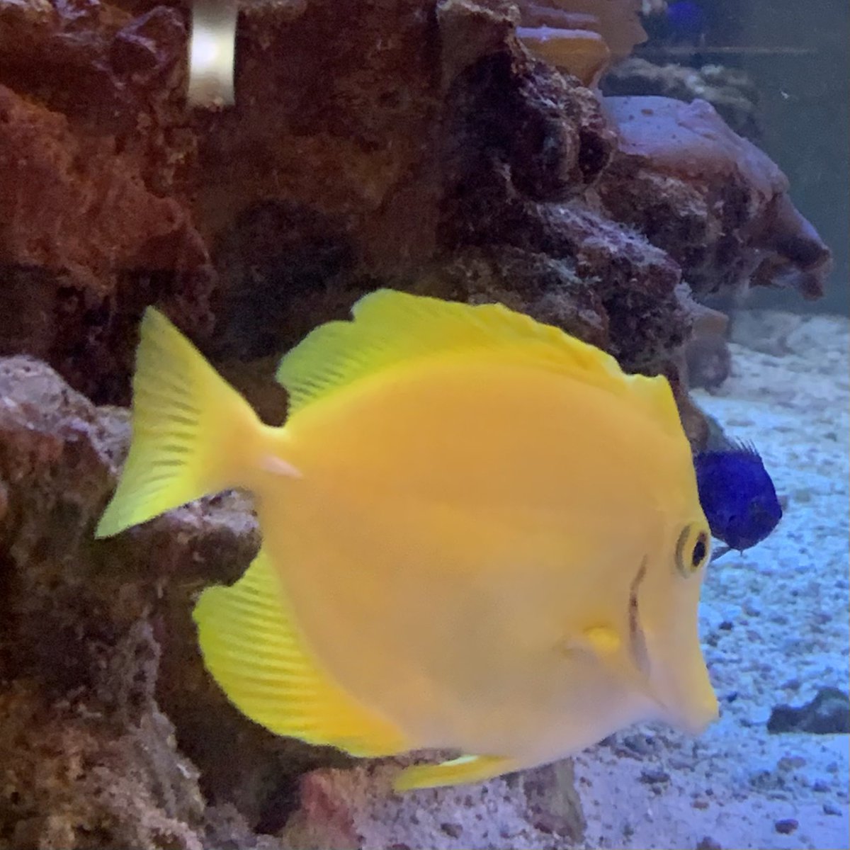 canadachandra's tweet image. When your table is the only one at the restaurant seated next to the giant fish tank…

#clownfish #moorishidol #yellowtang #yellowtailbluedamsel #aquarium