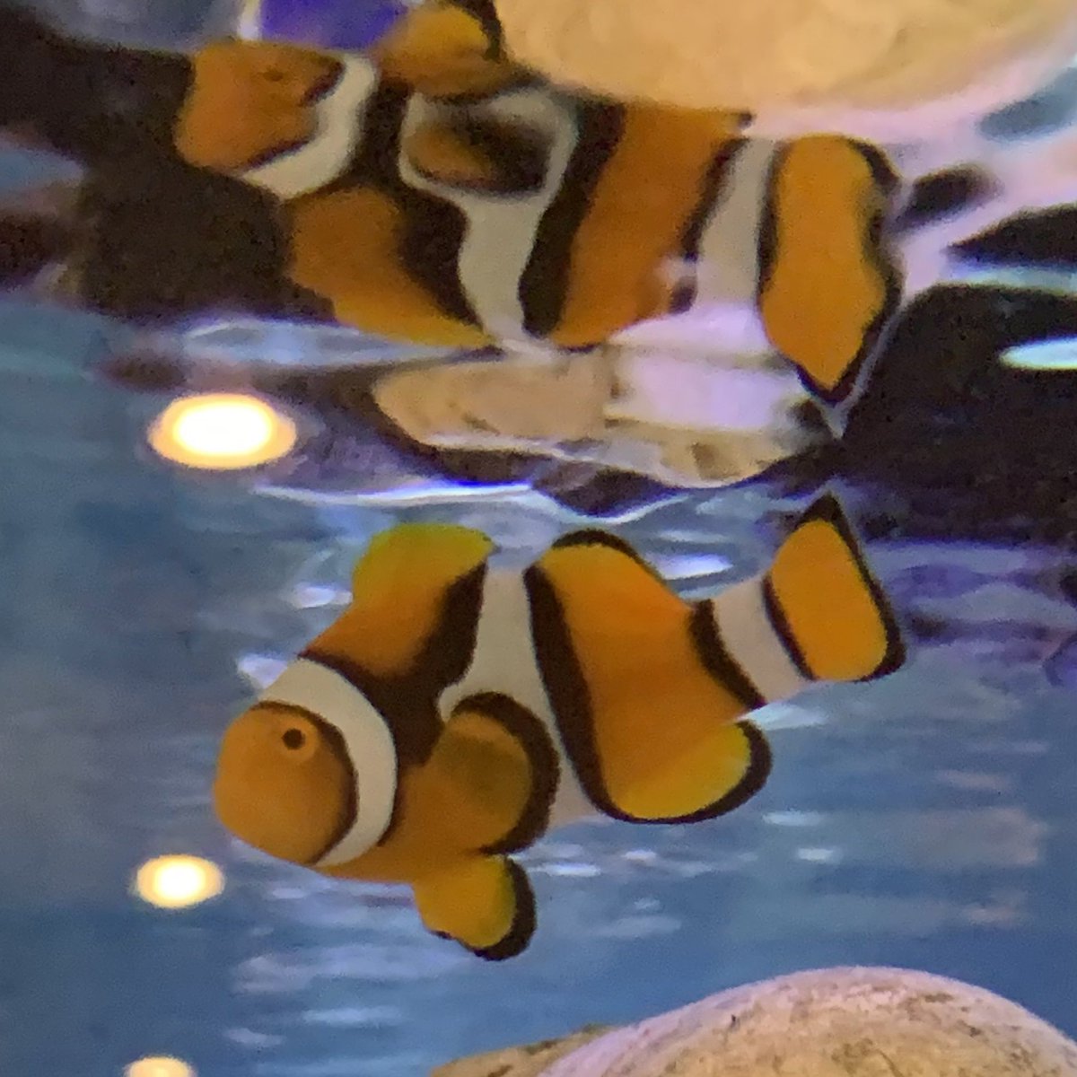 canadachandra's tweet image. When your table is the only one at the restaurant seated next to the giant fish tank…

#clownfish #moorishidol #yellowtang #yellowtailbluedamsel #aquarium