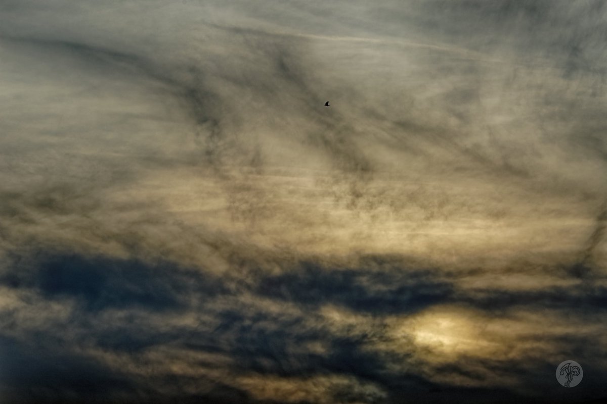 Jono Wongo Mcgoo (@jonowong23) on Twitter photo 