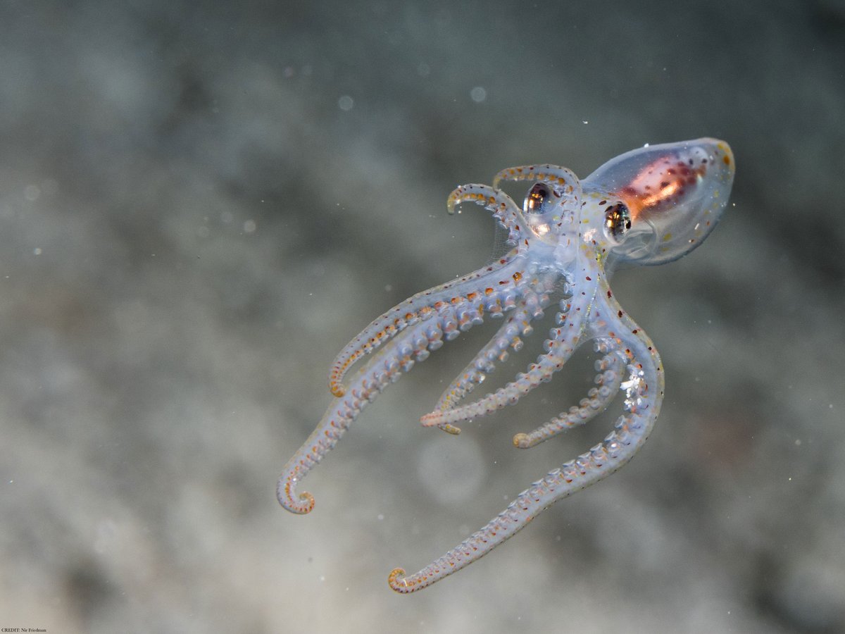 ScienceMagazine's tweet photo. A new study in @ScienceAdvances suggests a possible link between microRNAs and octopus intelligence. https://t.co/YvIooEFbzl https://t.co/EaxDwO45oE