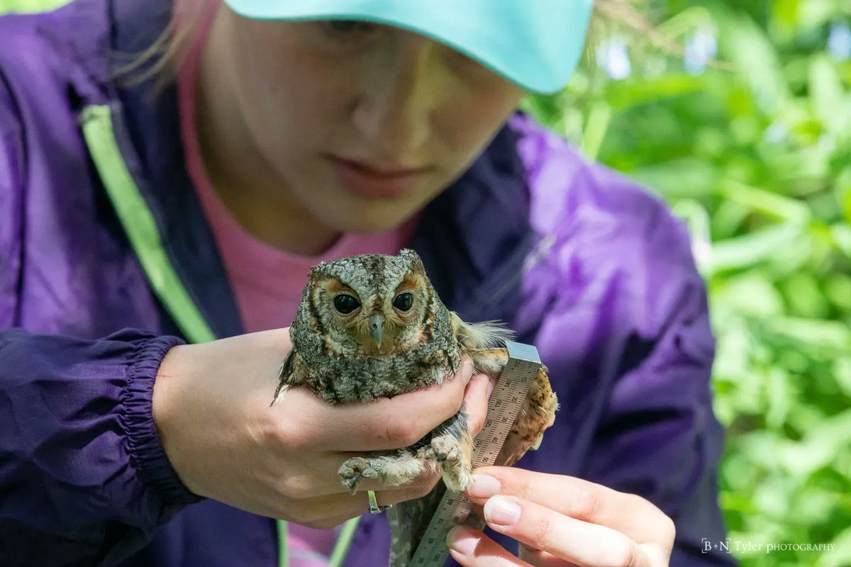 Our Following Forest Owls expeditions with <a href="/earthwatch_org/">Earthwatch</a> are open for registration. For seven days in Northern Utah’s aspen groves or southeastern Arizona's riparian canyon and coniferous forests, you can learn to be a community scientist! Register here: earthwatch.org/expeditions/fo…