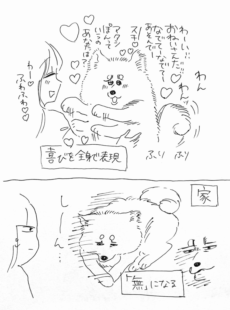 ぽんちゃんは外ではめちゃくちゃ人懐っこいのですが家ではわりとクールです #秋田犬 