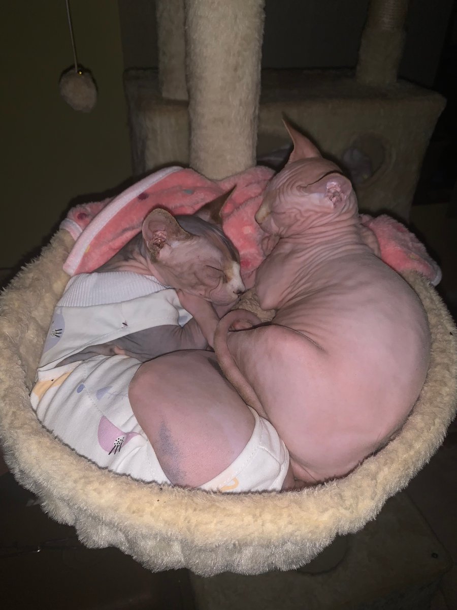 taliasancheez's tweet photo. i used to think cat people were annoying &amp; now i am that cat person. anyway, look at my chickens 🐓🥹 https://t.co/vnFOXy7BKB