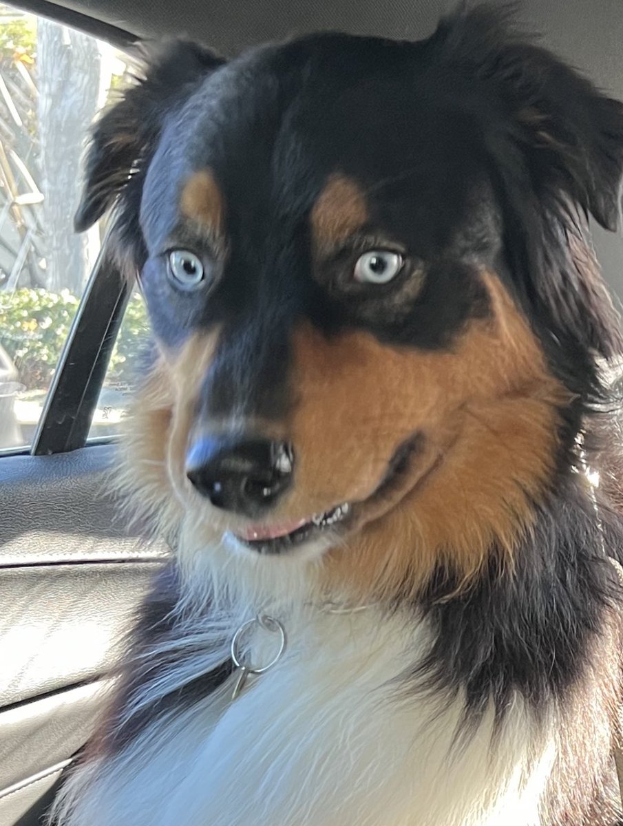 aussomemiko tweet media