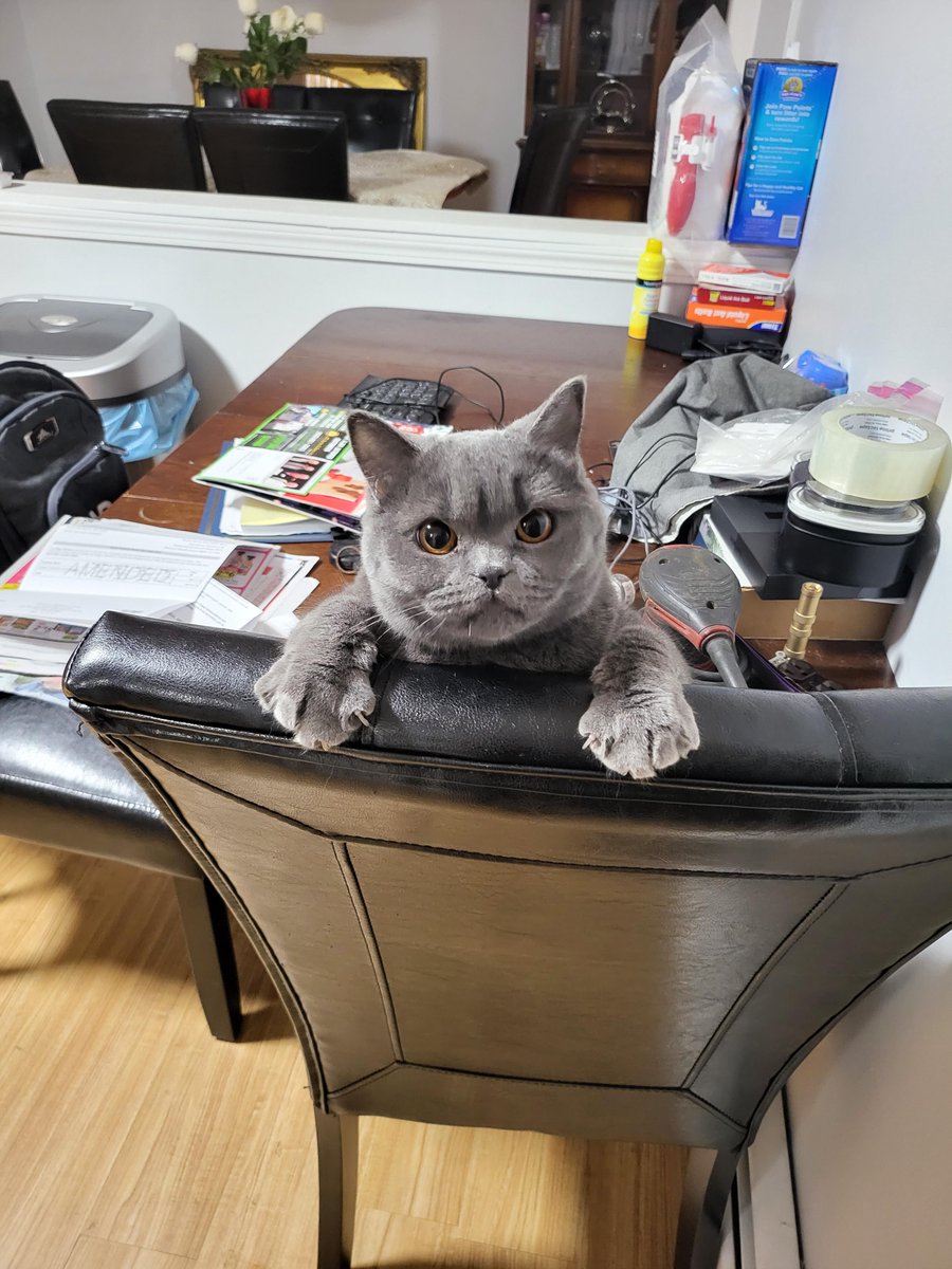 michaelscat2's tweet photo. I told her she can't have any more treats tonight. Should I be worried? https://t.co/dMi0wmQZcC