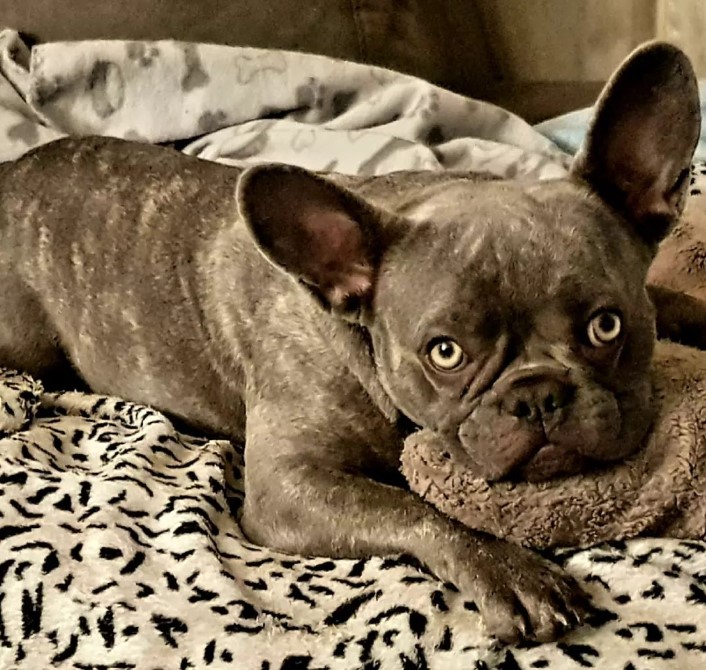 frenchbullycoco's tweet photo. #SundaySnoozing ๐ค๐ค
#MansBestFriend #FrenchBulldog #FrenchBulldogLovers #FrenchieLife #FrenchieLove #UKFrenchie #FrenchieCrew #PuppyLove #DogOfTheDay https://t.co/ruithSFooc