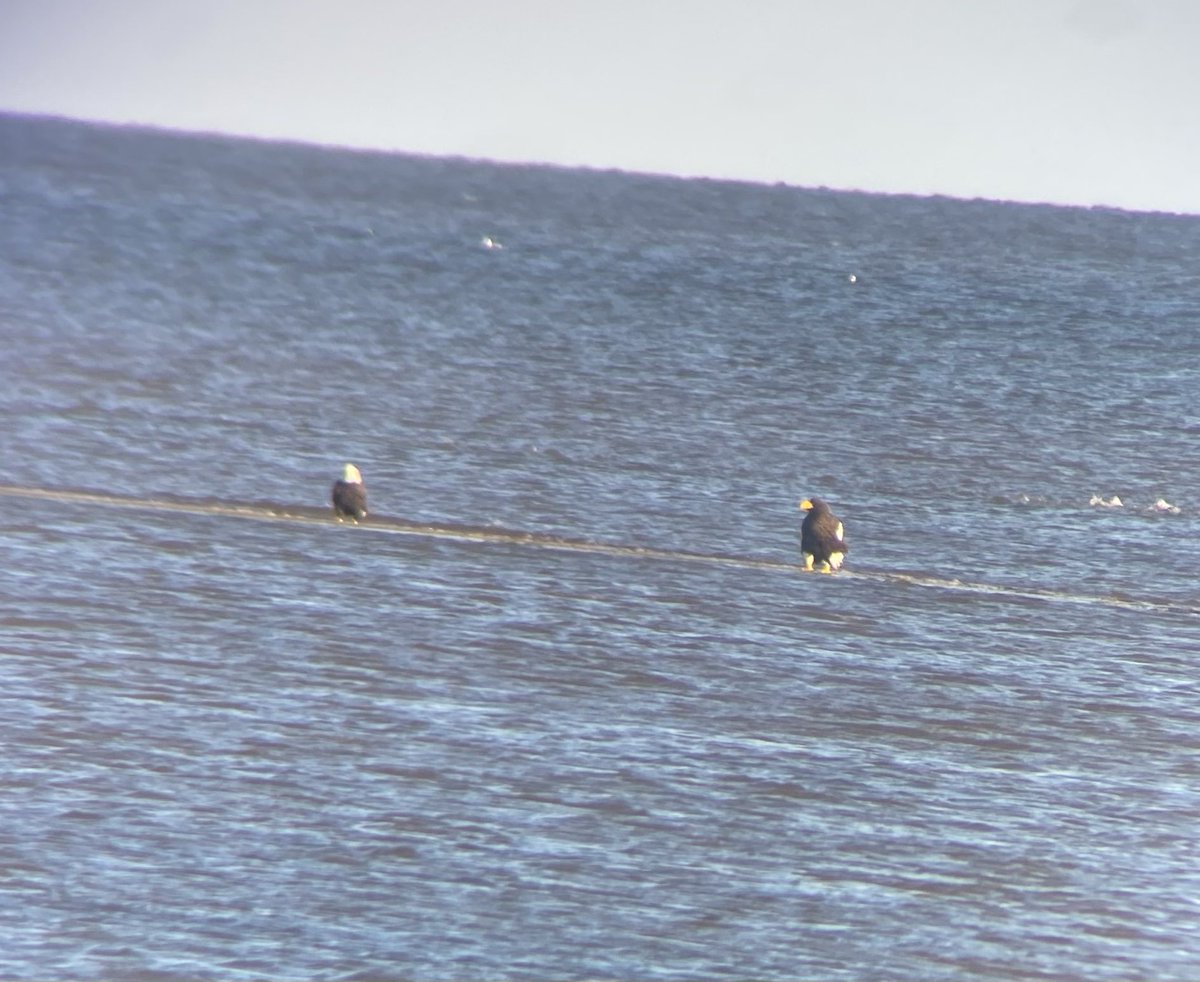 iloveterns's tweet photo. Steller’s Sea Eagle party today at Cormierville Wharf. An incredibly memorable morning! https://t.co/UFV07MPWFu