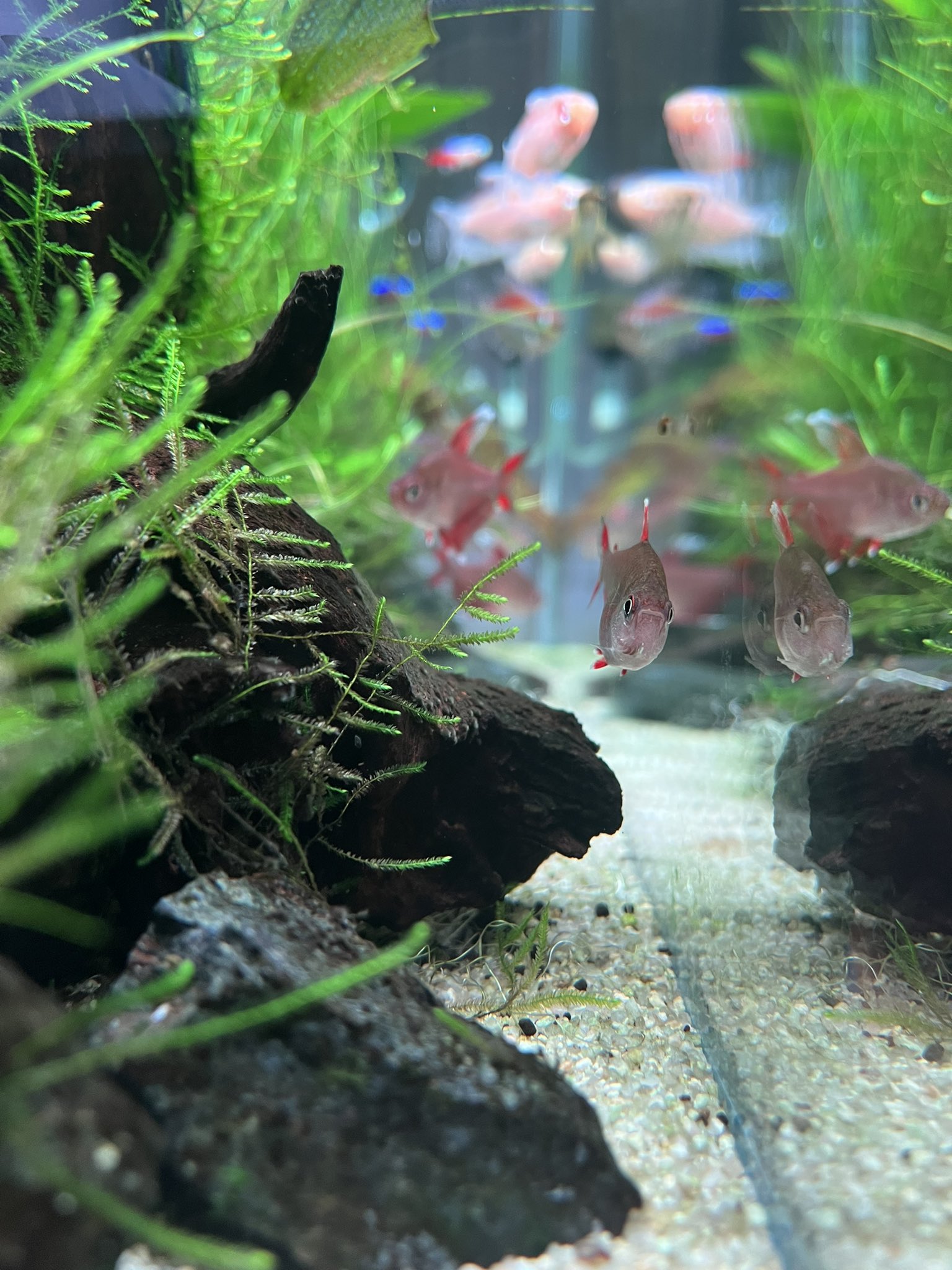 レア出品 限定 涼しい夏の水槽 横置きBig ～和～Gold fish