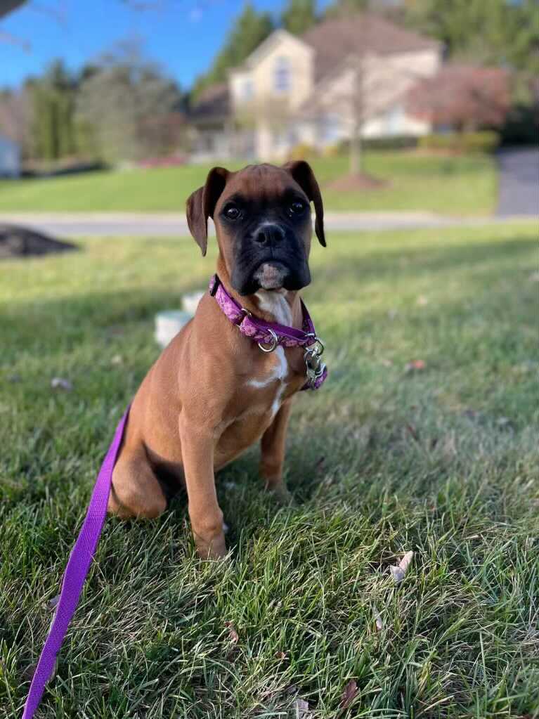 Does The Boxer Have Infectious Disease