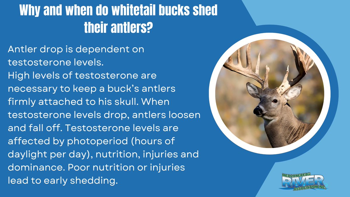 If you enjoy our educational posts, you can help us continue this work by donating and if you do so on or before Giving Tuesday (November 29th) your donation will be matched (up to a total of $4100) by generous donors. You can donate via this link meduxnekeag.org/living-legacy
Thanks!