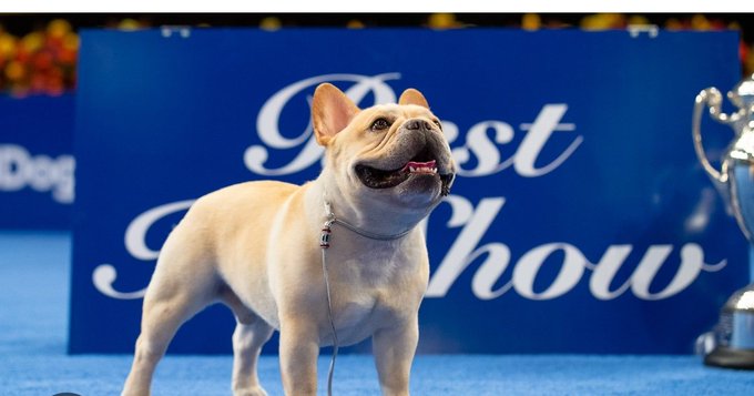 Who knew the French bulldog could win BEST IN SHOW 😯 https://t.co/2GbsYLFkE5<a href="/tag/vabbing"class="tags"><span>#vabbing</span></a>