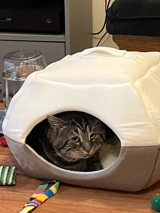 Fishtopher, a black and brown tabby cat with green eyes looks out from his white and gray cat bed