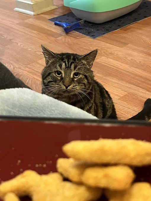 Fishtopher, a black and brown tabby cat with green eyes, stares at the camera. In the midground, a blurry plate with dinosuar shaped nuggets are visible