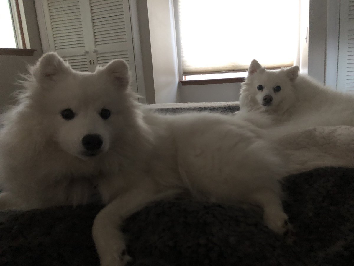 Soraya Een Hajji tweet media