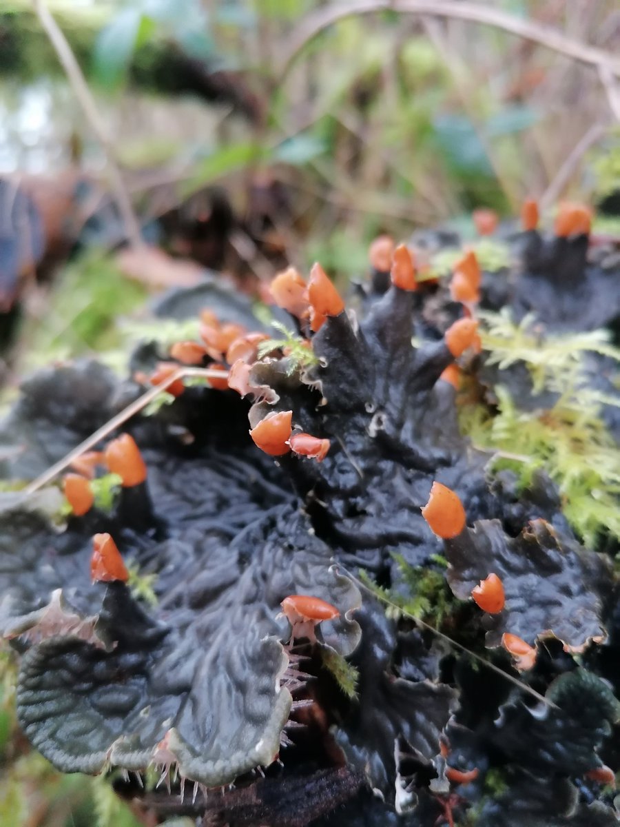 _bea_pea_'s tweet photo. Such a beautiful discovery today! Unfortunately nowadays, this area is getting damaged significantly. peltigera horizontal #lichen #peltigera https://t.co/ud1Iv4uivP