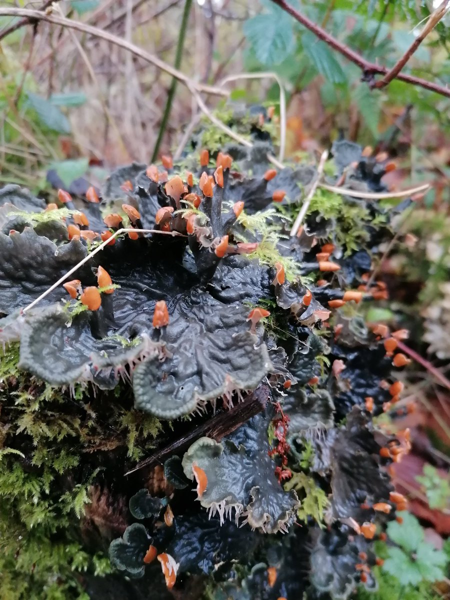 _bea_pea_'s tweet photo. Such a beautiful discovery today! Unfortunately nowadays, this area is getting damaged significantly. peltigera horizontal #lichen #peltigera https://t.co/ud1Iv4uivP