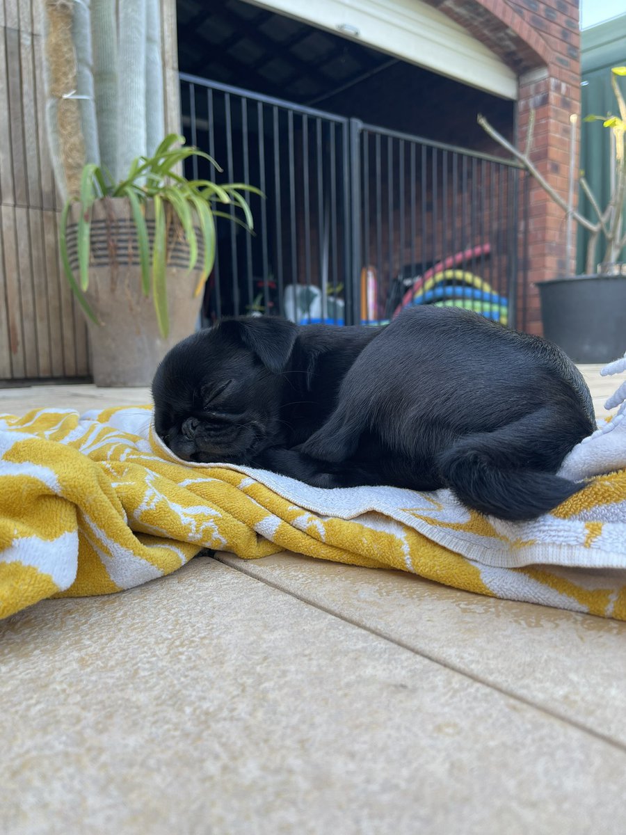 DylanMacIntyre's tweet photo. Tourmaline stole my towel and now I can’t get out of the pool https://t.co/fOL63mkpUz