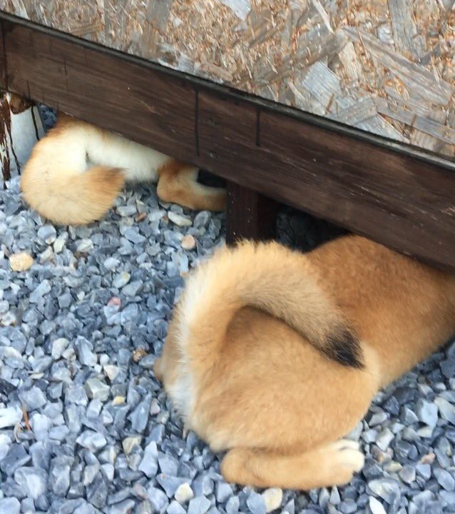 おはようございます♪
頭隠しておちり隠さず🐾
#柴犬