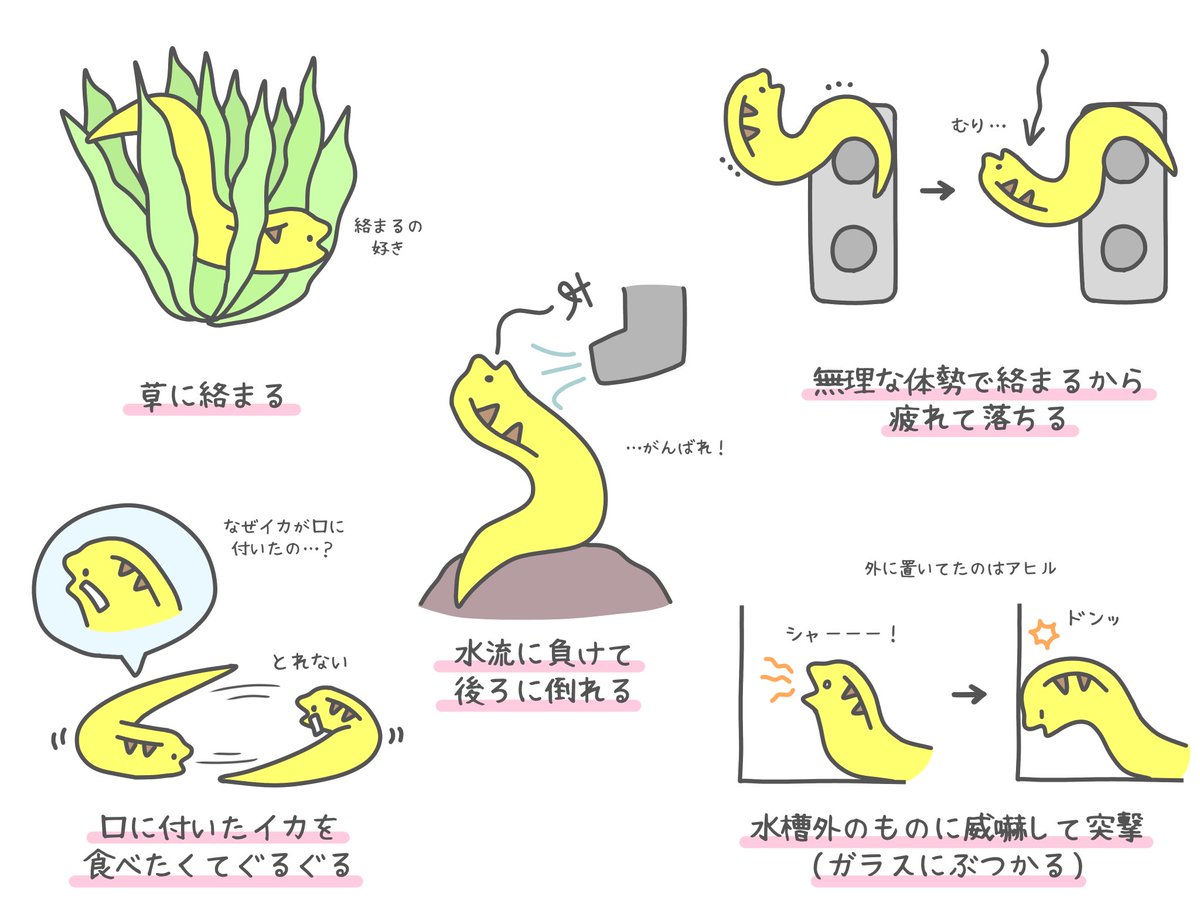 家にはこのウツボと、小さいウツボ×2匹の計3匹います!!

ウツボを描いたり作ったりもしてるので、ウツボ好きの方はぜひ😌

LINEスタンプ▶︎https://t.co/2HYKws17es 