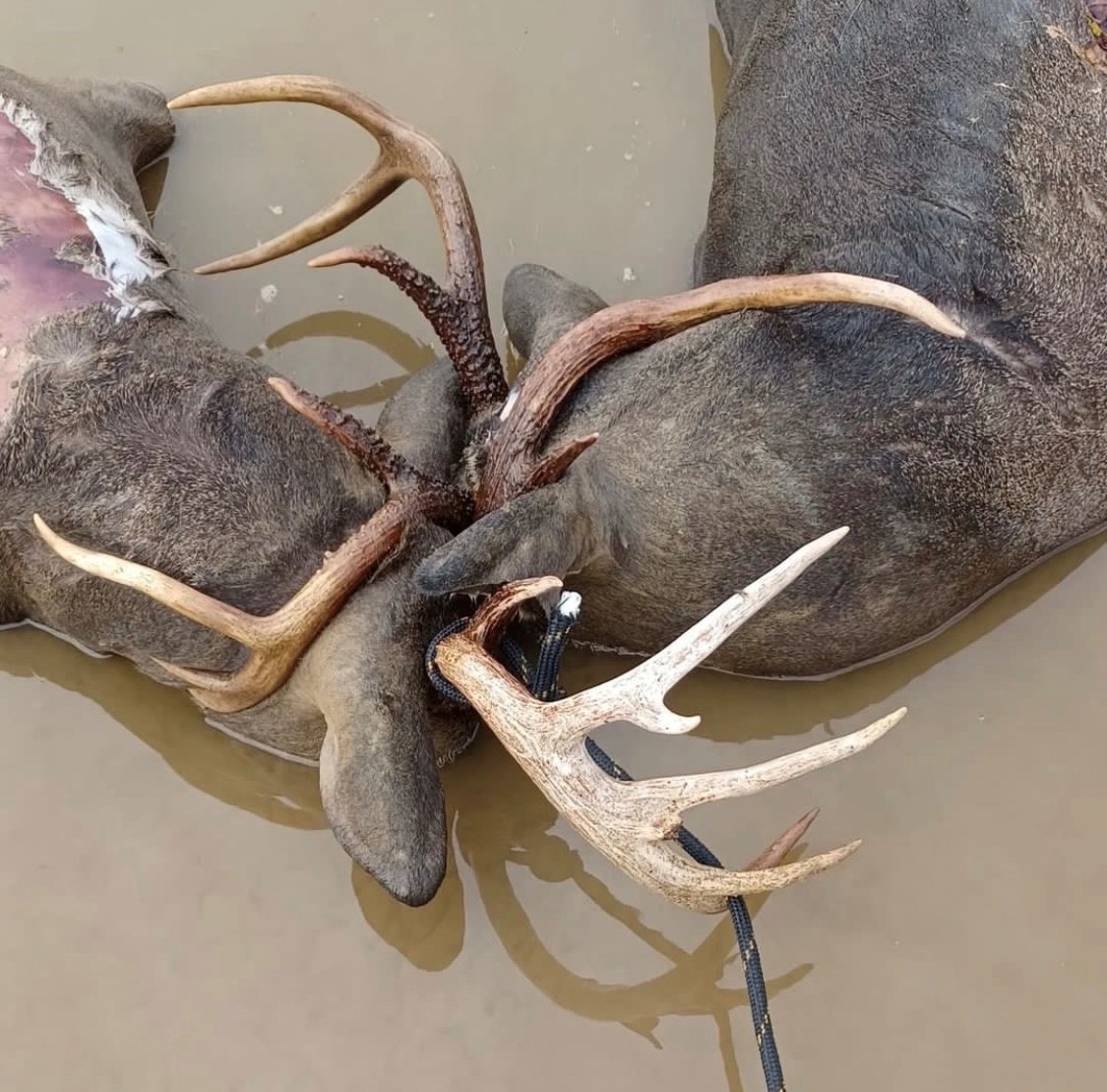 OUTDChannel's tweet photo. "What a shame from our family farm today π₯" - @deerburns
Have you ever found a target buck like this?
#hunting #deer #deerhunting #whitetail #whitetailbuck #whitetailhunting #lockedbuck #water #deadbuck #buckfight https://t.co/3VuEpy2PCC