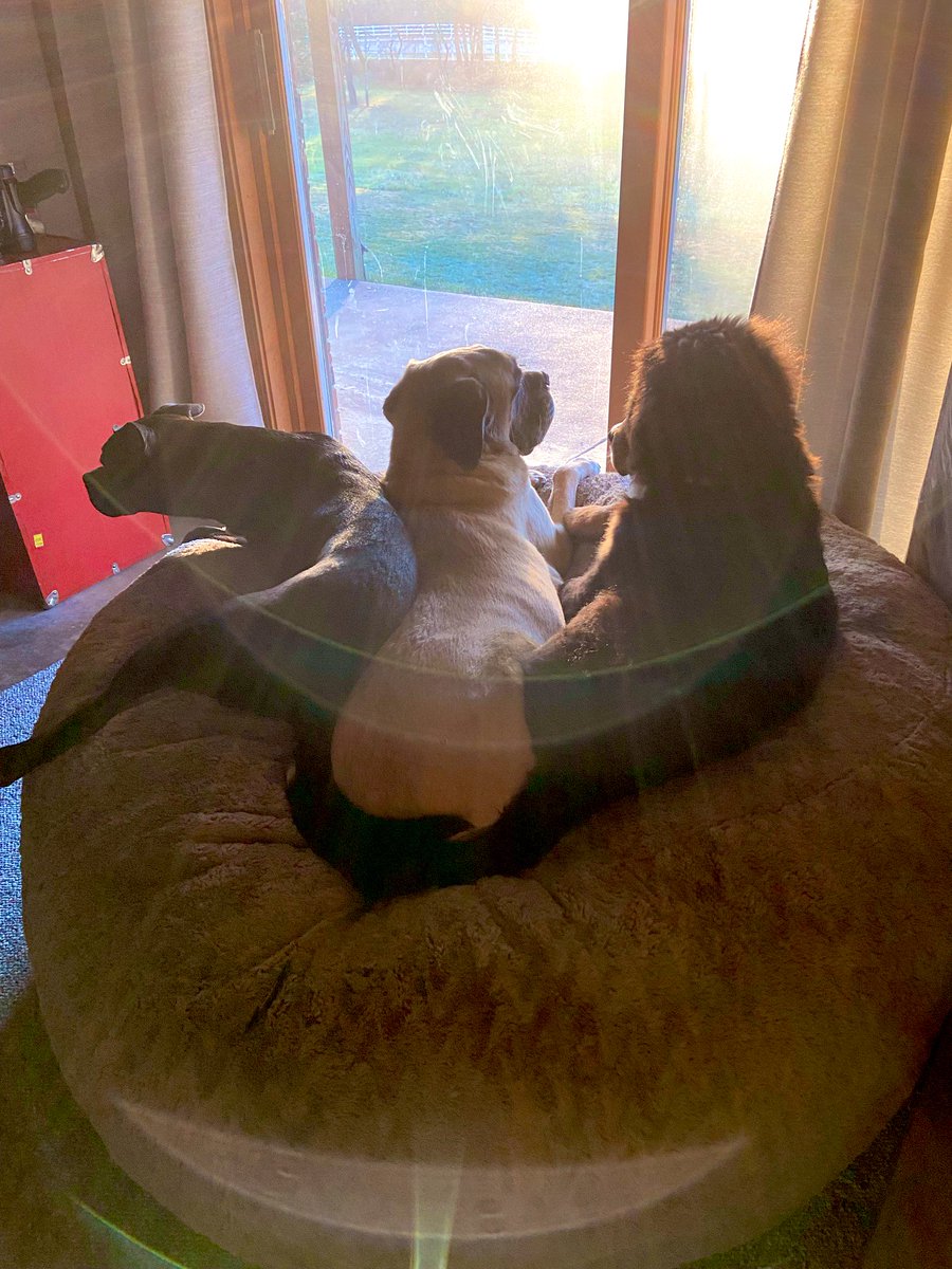 c_llamasfossen's tweet photo. Roo and her sibling, Maia, and cousin, Biscuit. Sheโs used to hanging with the XXL breeds ๐ #spoiledpups https://t.co/aj9cjOPow3