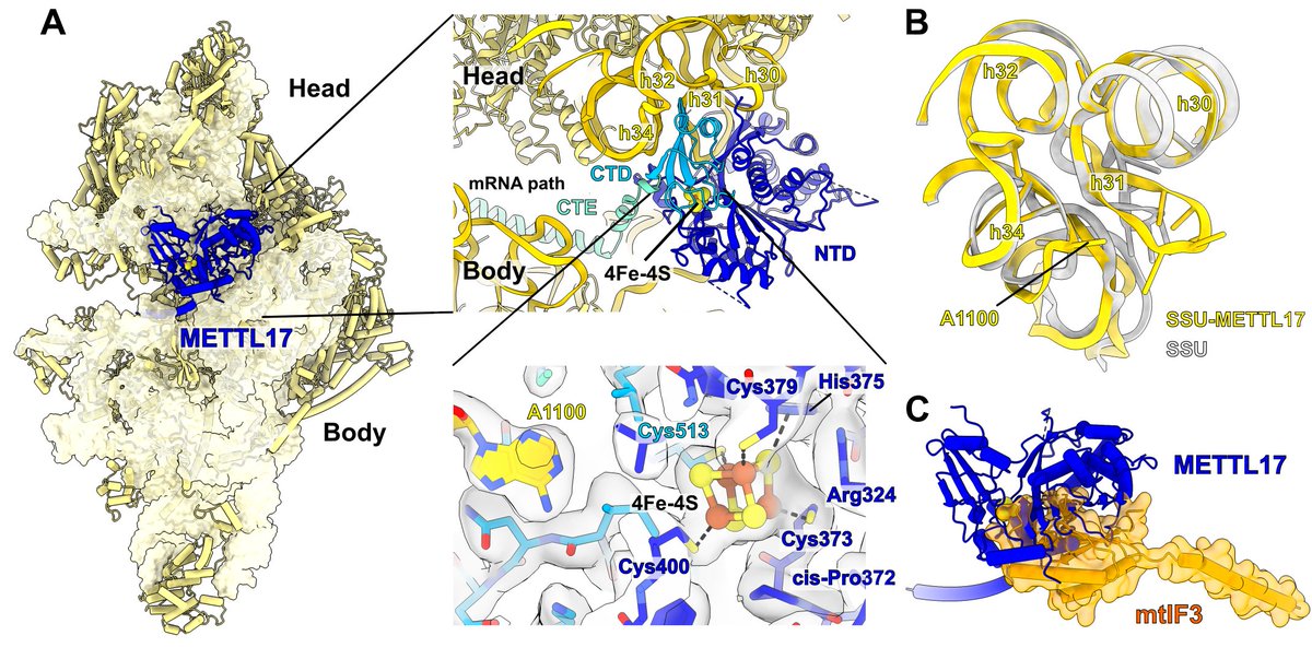 Preprint of our collaborative study on Fe-S in mitoribosome. Led by the brilliant Tslil Ast and @VamsiMootha who found that METTL17 harbors Fe-S cluster and serves as a checkpoint for translation. This function of METTL17 is conserved and not methylation! biorxiv.org/content/10.110…