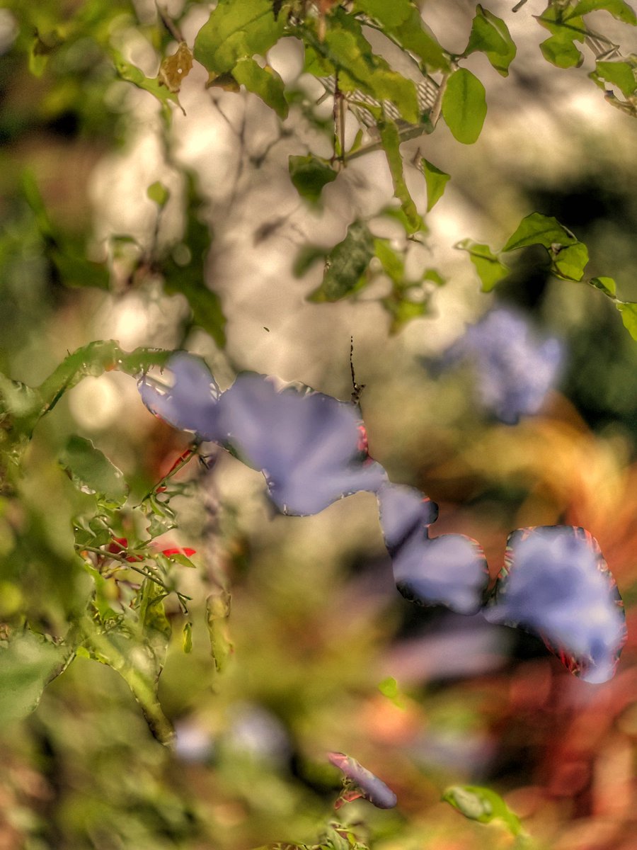 masonpaul's tweet photo. Observed at krohn Conservatory, captured digitally using a lens attachment . https://t.co/7FNMrDW5bt