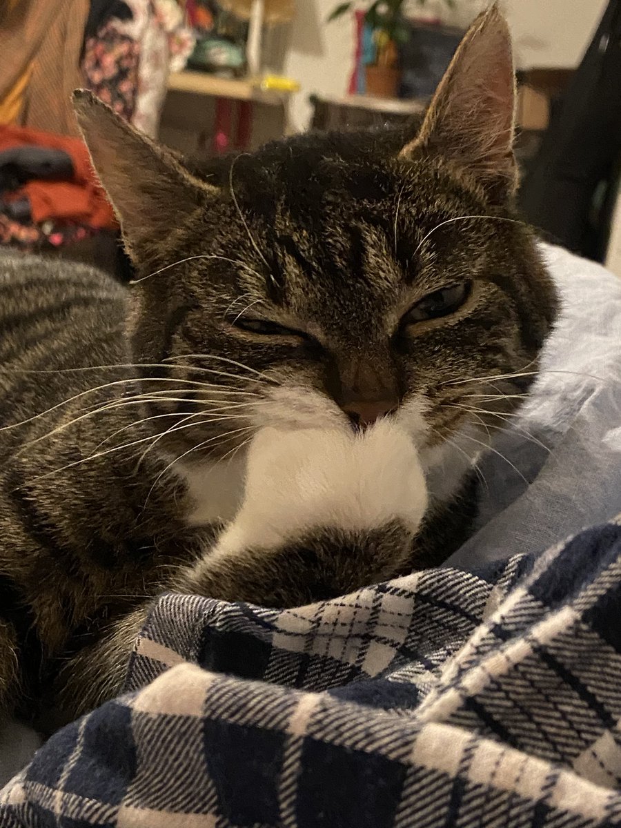 heckin_ace's tweet photo. @coole_cats This here is Bobby, I’m his foster mum and he has me wrapped around his widdle tail https://t.co/NHEsXNspgj