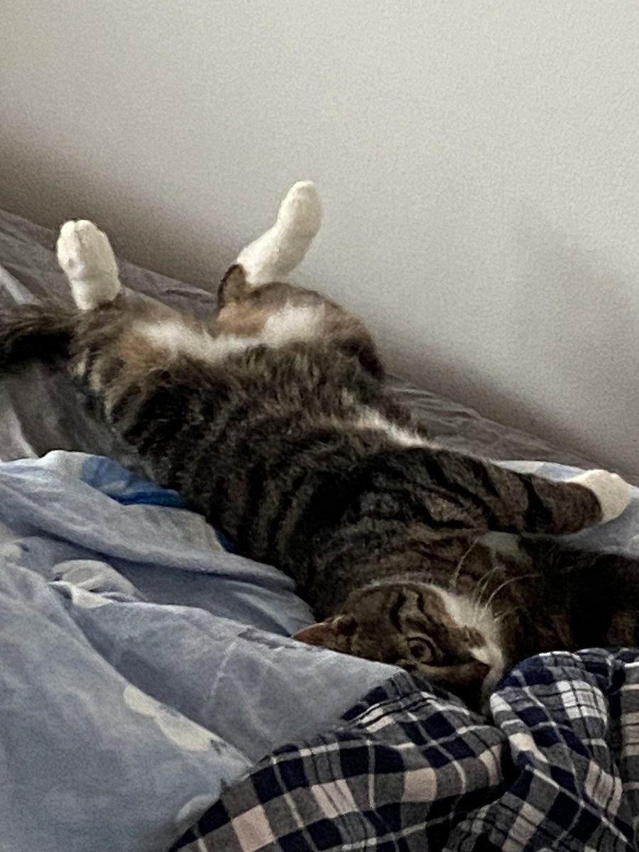 heckin_ace's tweet photo. @coole_cats This here is Bobby, I’m his foster mum and he has me wrapped around his widdle tail https://t.co/NHEsXNspgj