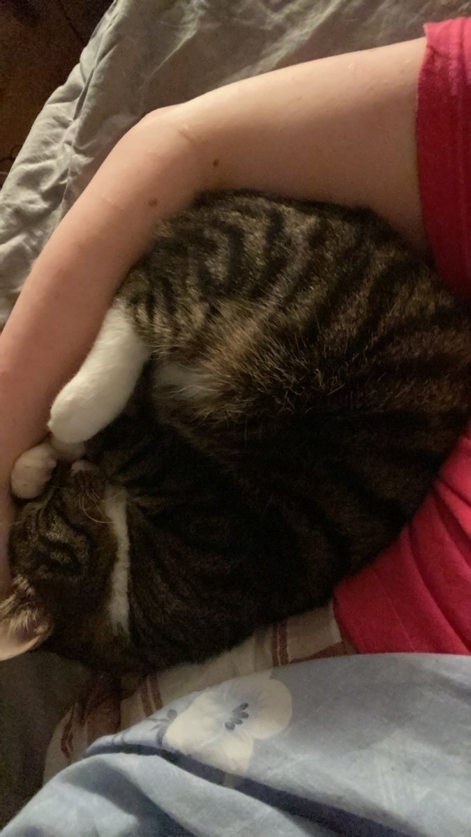 heckin_ace's tweet photo. @coole_cats This here is Bobby, I’m his foster mum and he has me wrapped around his widdle tail https://t.co/NHEsXNspgj
