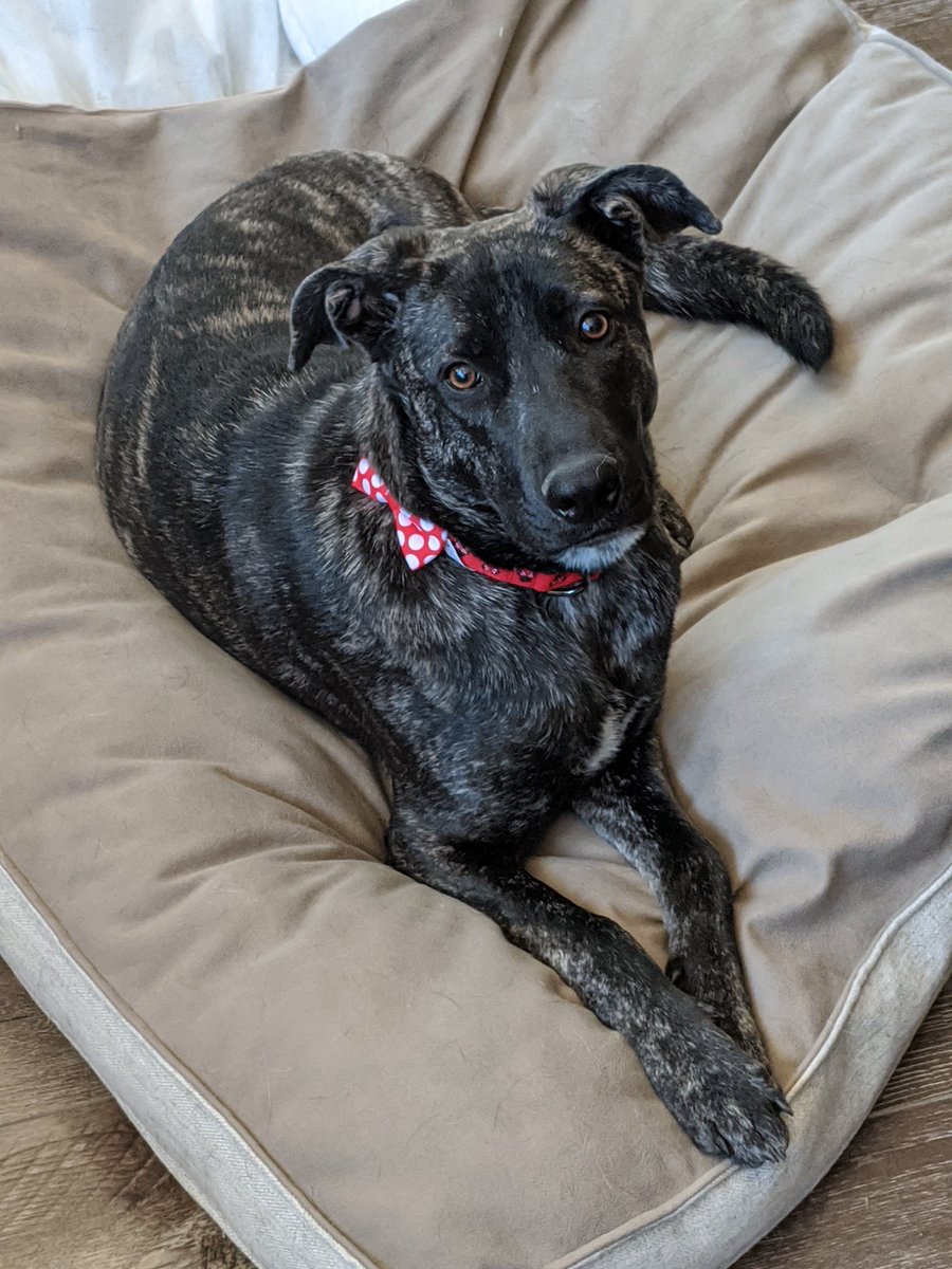 devMikeFrancis's tweet photo. We lost one of our family members unexpectedly. She was a crazy lovable girl. Even when in pain, she still licked faces and wagged her tail to the end. We will miss you Lily bean. https://t.co/94w6Jo1riM