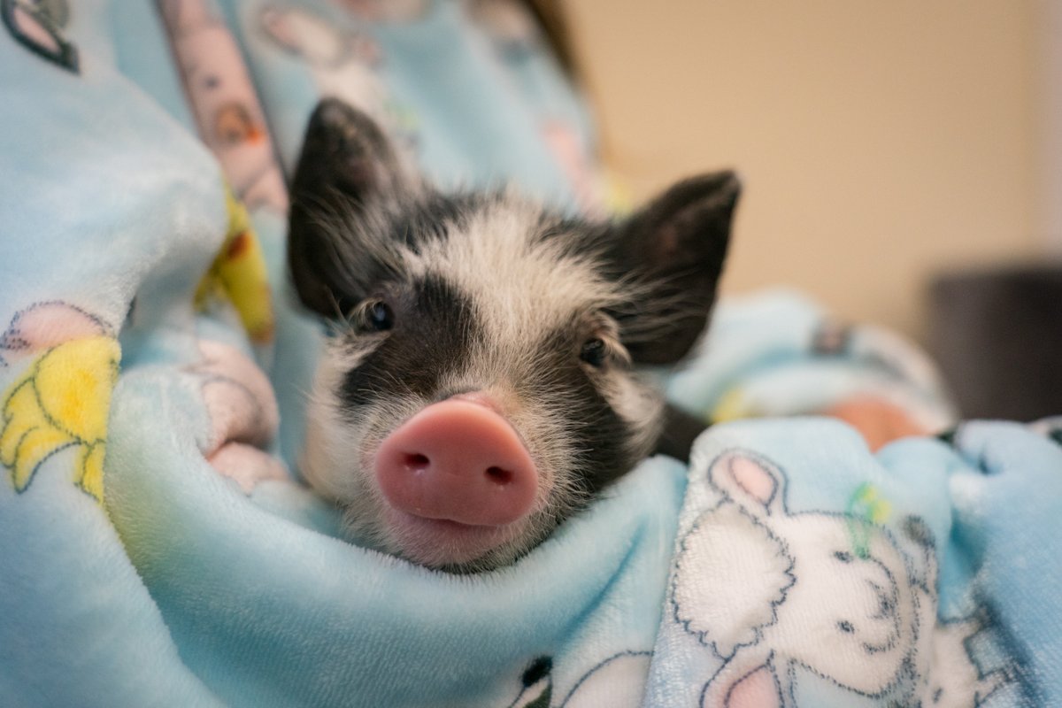 edgarsmission's tweet photo. It's time to #givesotheycanlive this #GivingTuesday2022   
Please help us raise $100,000 - half of our annual food costs for Calvin Swine and hundreds of formerly farmed animals who call Edgar's Mission home. 
https://t.co/Bp4HGHVCuK https://t.co/uy7Kuo7pbW
