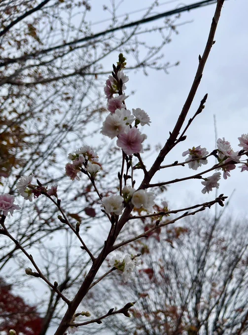 桜が咲いております寒桜?冬桜?…よく知らない 