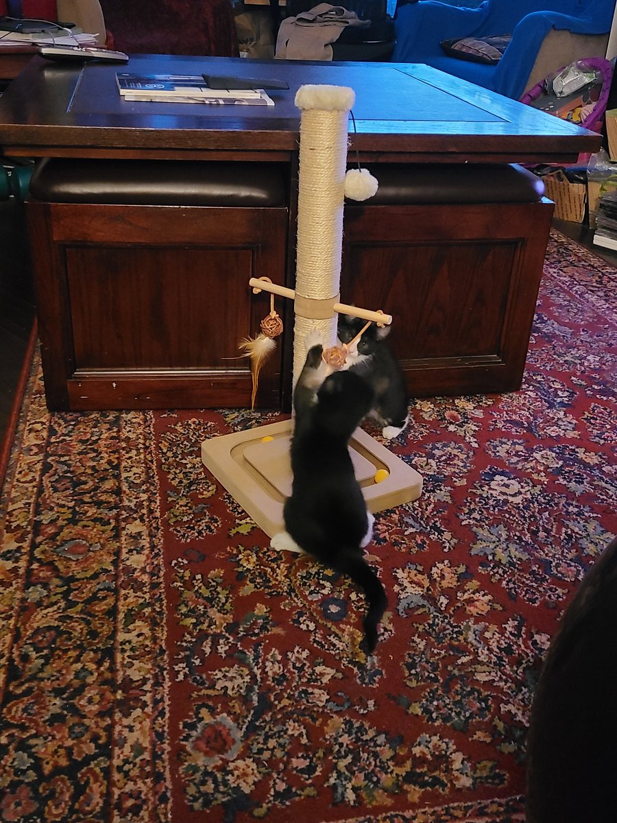 JenChere's tweet photo. InfoSec Twitter (what's left of it) needs more kitten pics. Happy to oblige as we have two new rescues who are taking over our hearts and house! @SAFeRescueCats https://t.co/M2MxxJG8Y7