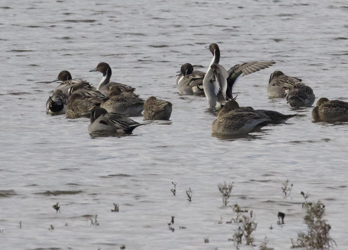 kyle_odonnell_'s tweet photo. Pintail ducks at Plum Island
#photography #nature #naturephotography #wildlifephotography
#birds #birdtwitter #birdsofma https://t.co/8PKKotvk6A
