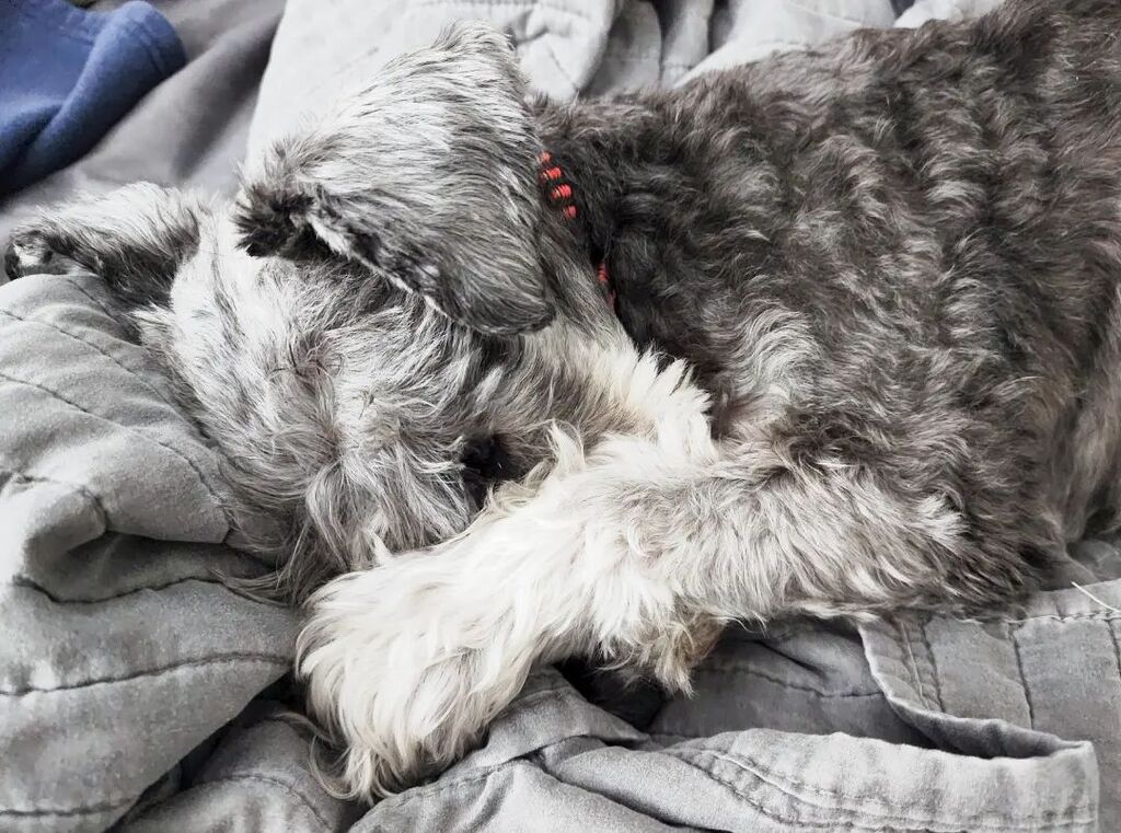 Here's my boy Ray snoozing after a busy holiday weekend! We hope you had a great Thanksgiving holiday! #kimscrittercare #minneapolispetsitter #dogsofmsp #dogsofminneapolis #dogsofmpls #minneapolisdogs #mplsdogs #dogsofminnesota #dogsofmn #dogsofinstagram #instadogs #schnauze…