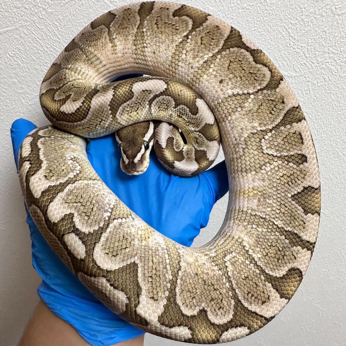 lilballs0905's tweet photo. 【ひとことボールパイソン】
バンブーは、アフリカガーナのEB Noahにより発見されたが、当初見た目からホワイトレッサーと呼んでいたそう

#ボールパイソン
#ballpython
#ひとことボールパイソ��

https://t.co/TTawcwvfuy https://t.co/QKl8Qbc32K