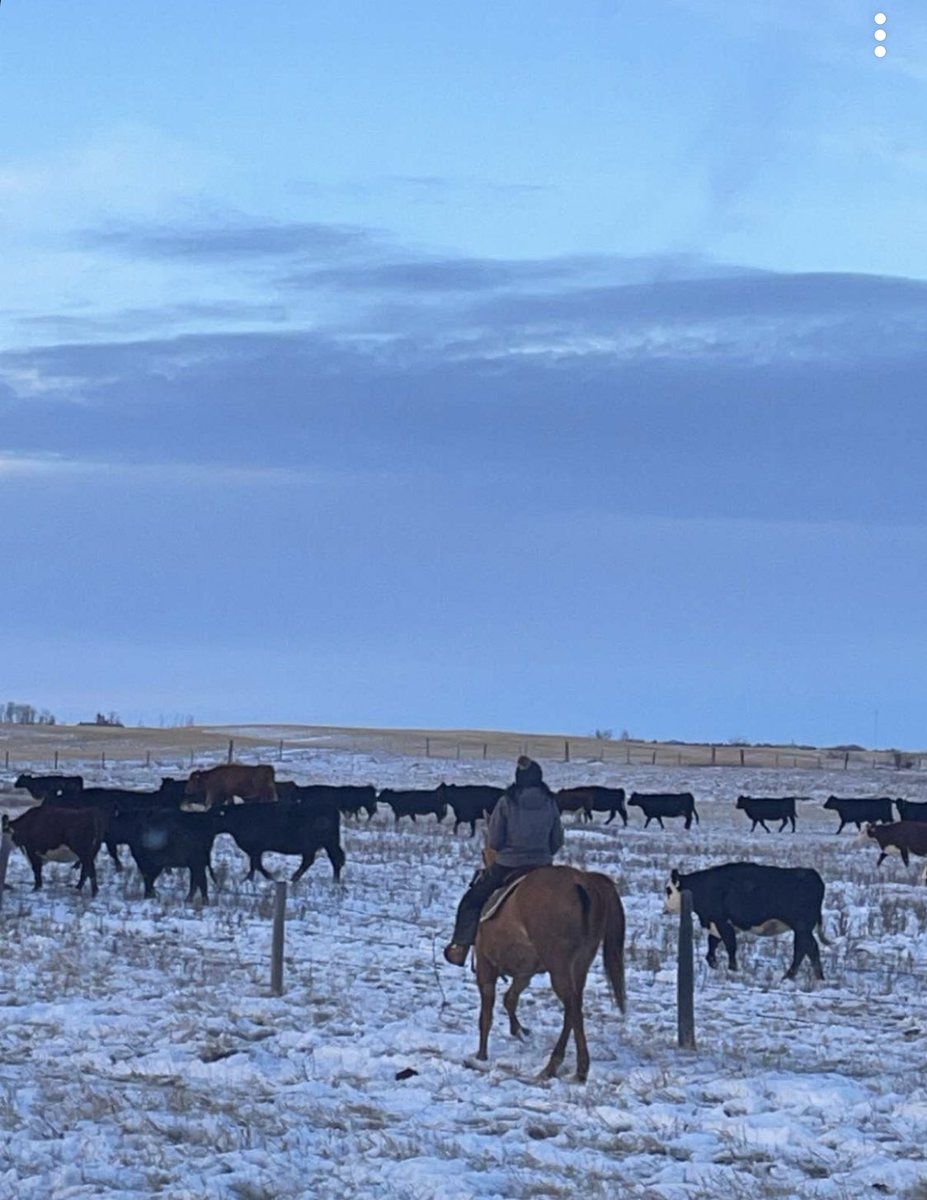 JMort95's tweet photo. Could certainly tell our cows haven’t been moved by horseback before- they didn’t know whether to follow me or run from me 😂 was a fun afternoon gathering the herd!
#bringingthegirlshome #agtwitter #cdnag #cdncattle https://t.co/M7dsKNANBP