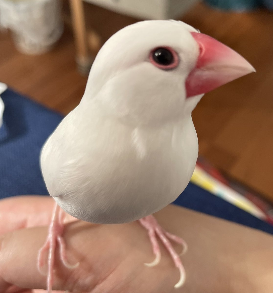 togemarupon's tweet photo. おはてーちゃ！
 #文鳥 https://t.co/xyskTLfiZT