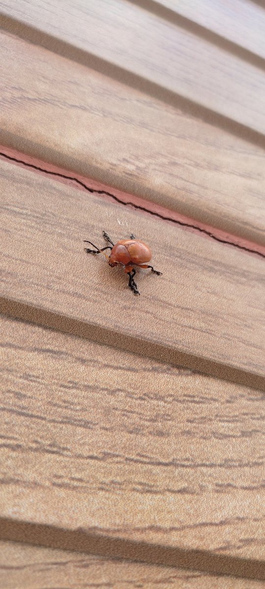 GebsonPinheiro's tweet photo. @ElfaDosInsetos, esse carinha aqui tava batendo no meu portão. Sabe o que é??? 🤔 https://t.co/oOSeunjbad