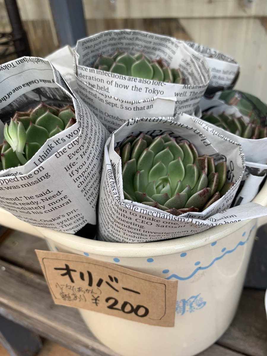 gardencafe259's tweet photo. おはようございます♪
本日はハウス販売日です🪴
無人販売はお休みなのでお間違えの無いように宜しくデス😊
10%OFF本日まで🪴🎶
10時30分〜14時までやってます🤗
寒いけど素敵に紅葉した子達がお待ちしてます♪
#多肉植物 #伊勢原
#sweetprincess https://t.co/zs8o7oOEGr