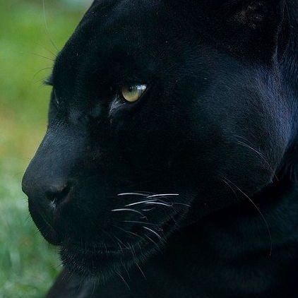 ⠀o que você seria se fosse...
⠀⠀  
⠀· uma música.
⠀· um personagem.
⠀· uma cor.
⠀· um animal.
⠀⠀