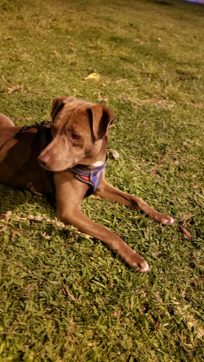 invazor's tweet photo. Les cuento una historia, pidiendo que le hagan RT. 
Hoy fuí al Campo de Marte con unas rescatistas a hacer fotos de sus pequeños que buscan hogar. Este perrito se nos pegó. 
El perrito era evidentemente un perro callejero, y solo buscaba jugar con los perritos que foteaba. https://t.co/zlWlghVdw1